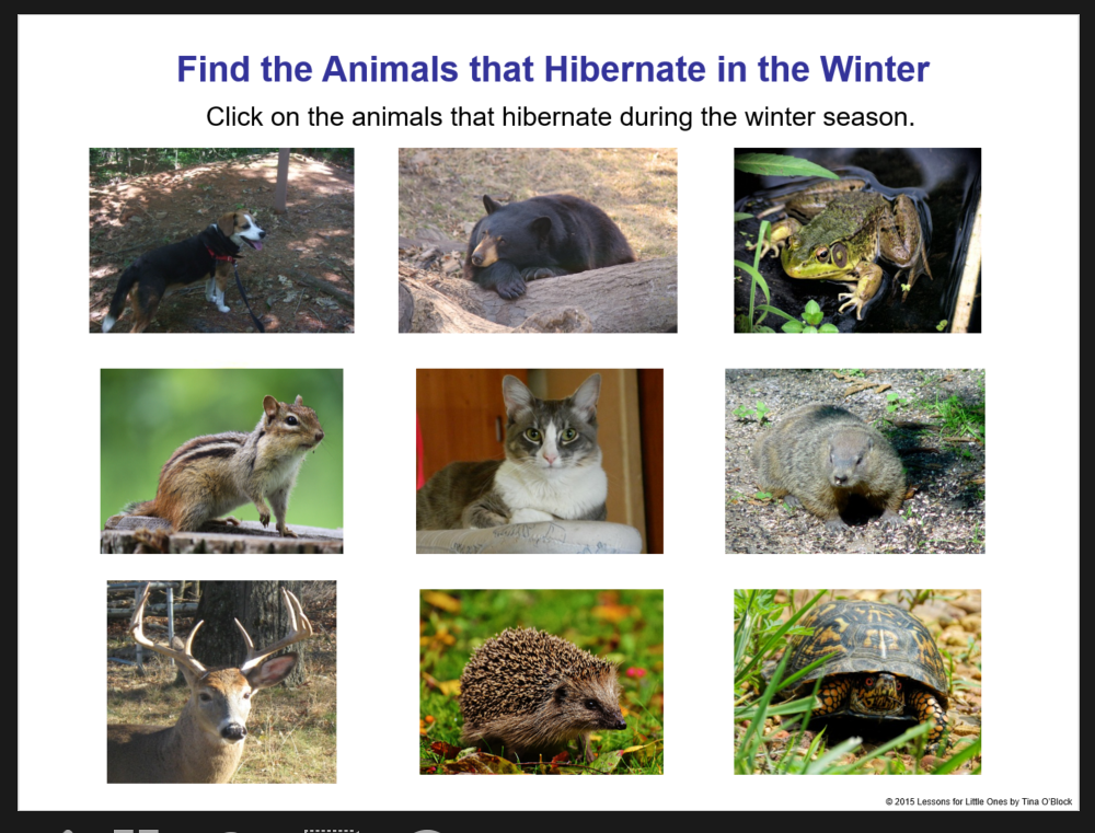 Hibernating animals activity