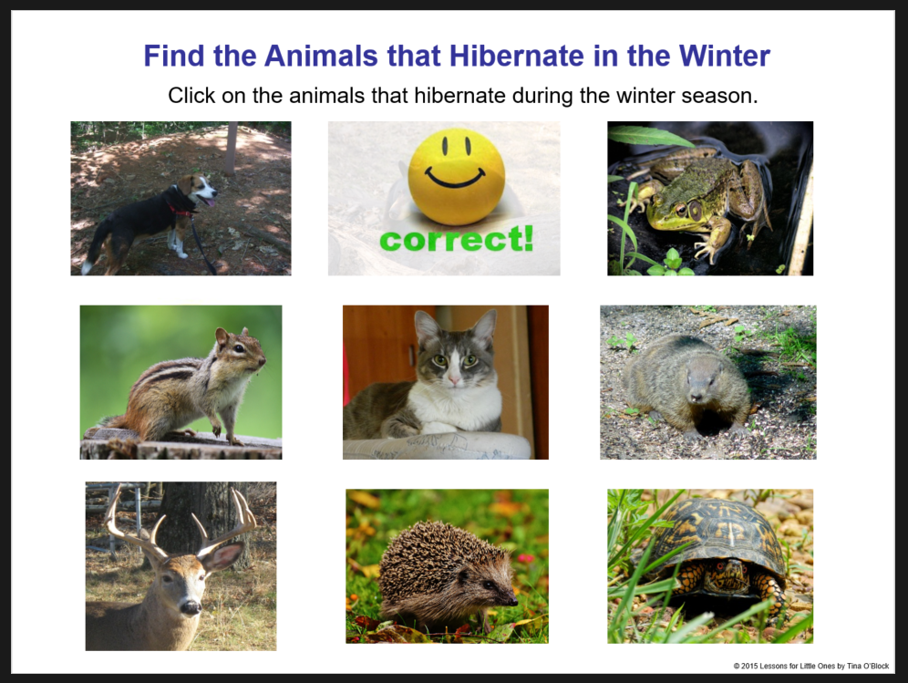 hibernating animals activity correct reponse