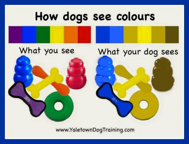 dogcolors