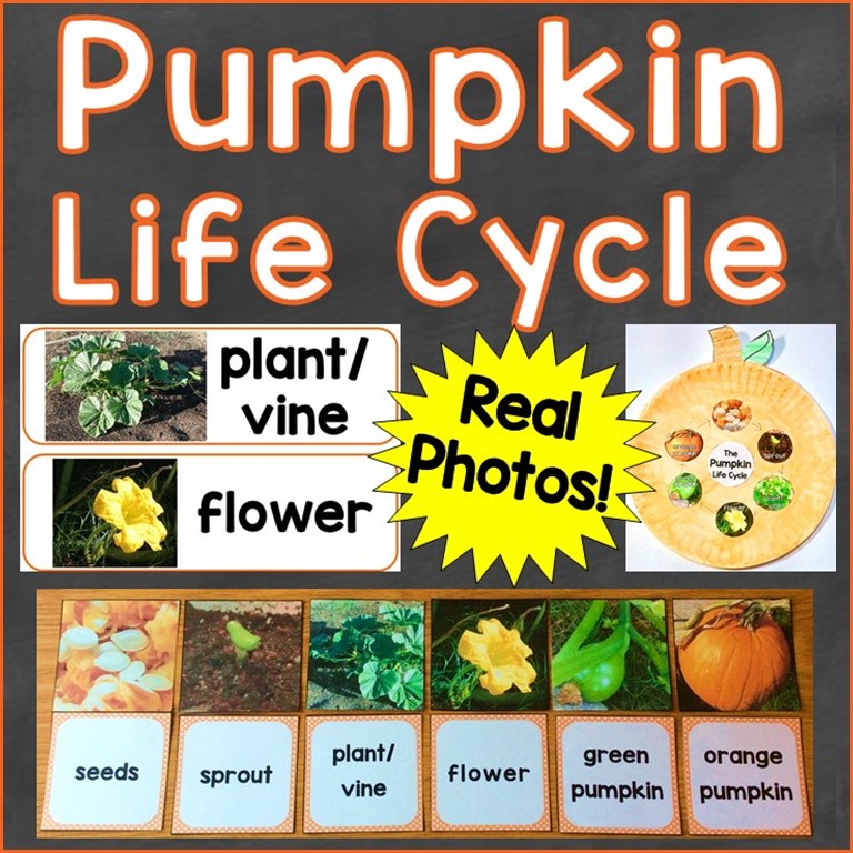 pumpkin life cycle real photos printables