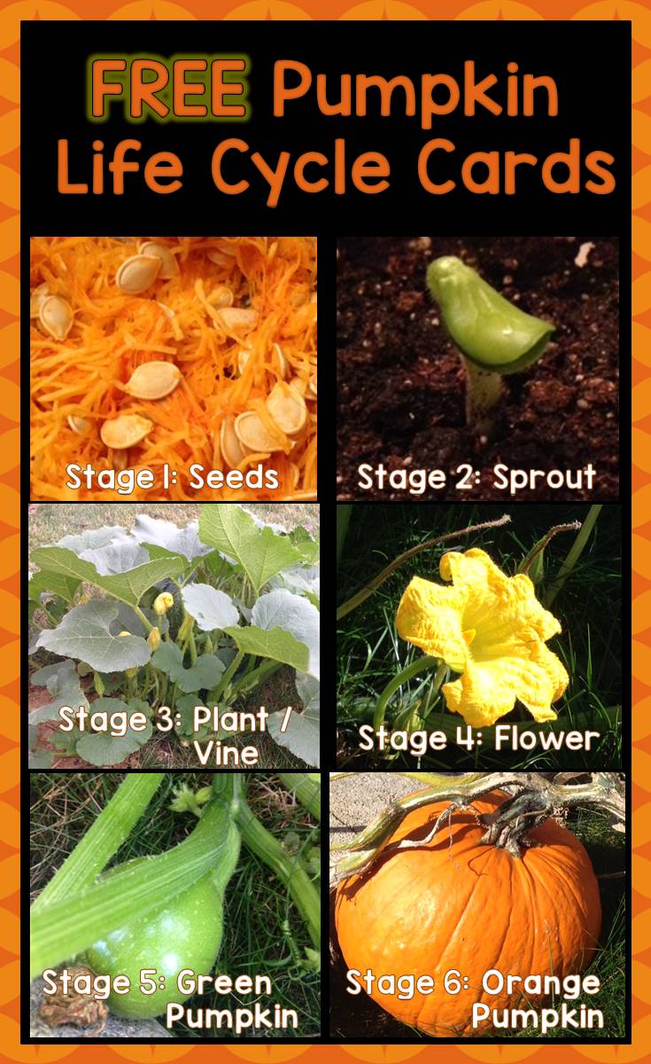 Free Pumpkin Life Cycle Sequencing Cards