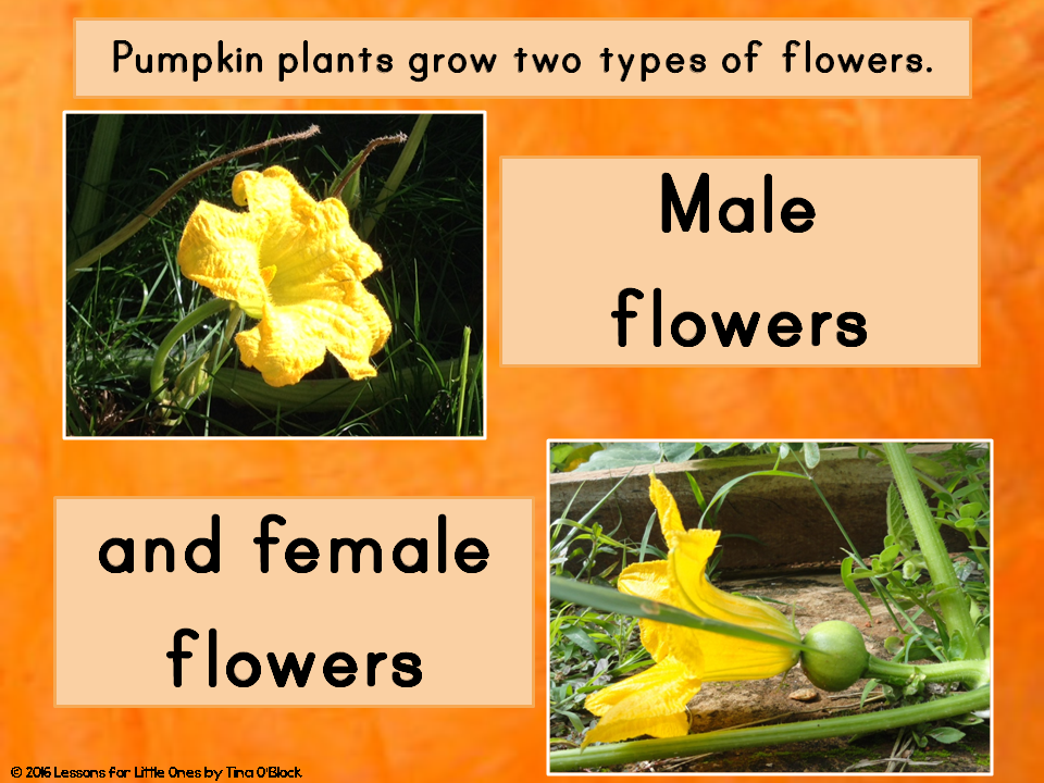 Pumpkin Life Cycle PowerPoint