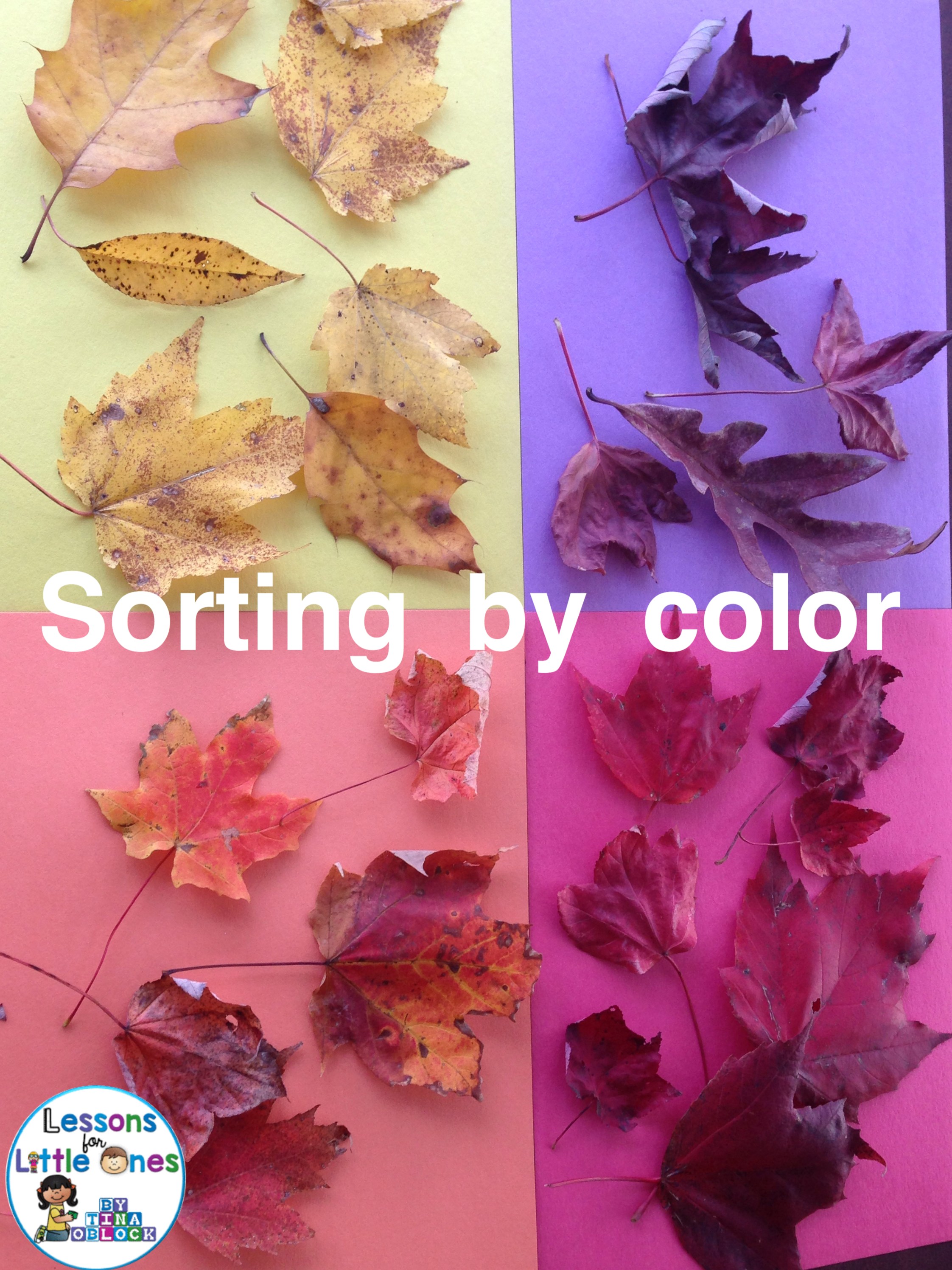 sorting fall leaves by color