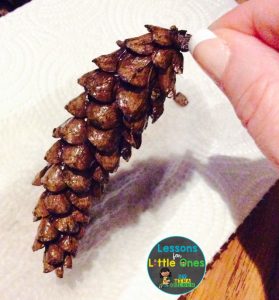pine cone science experiment