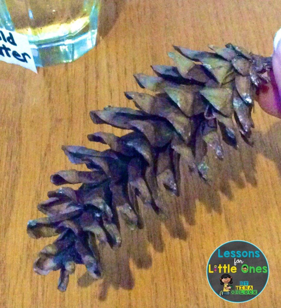 pine cone science experiment