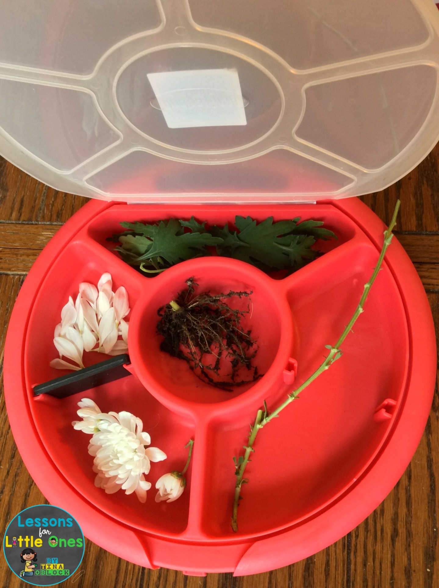 dissecting a flower science activity