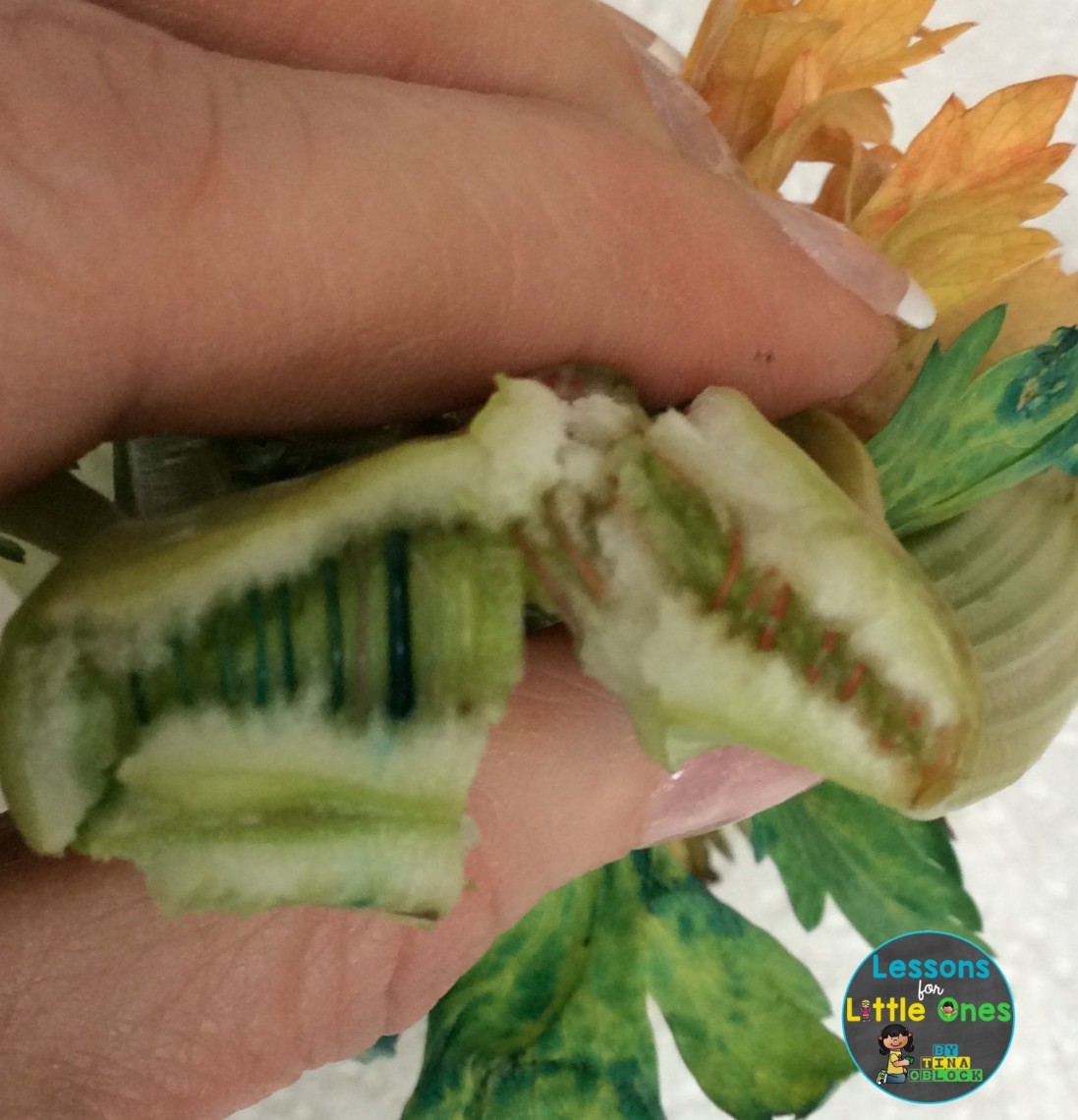 celery and food coloring plant experiment