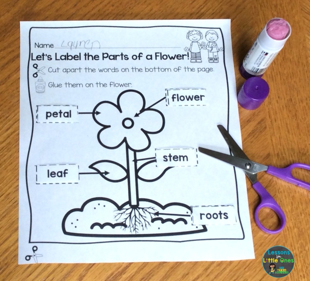 parts of a flower page cut and paste