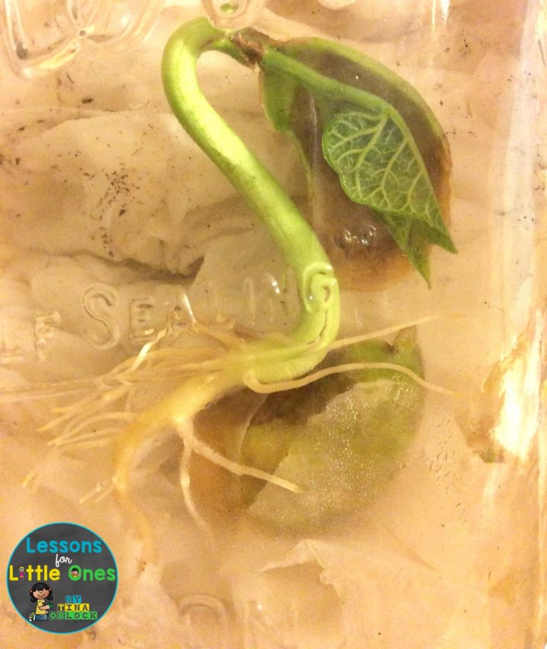 Plants Science Experiments & Teaching How Plants Grow