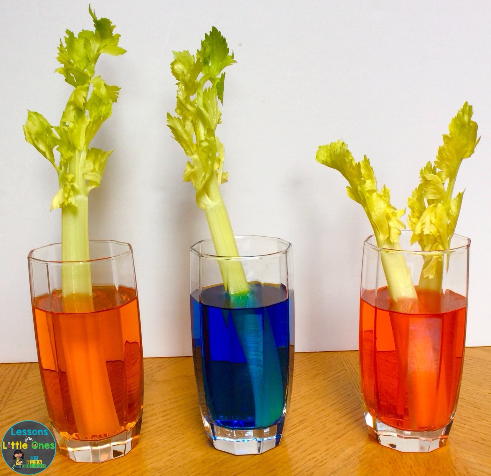 celery and food coloring experiment