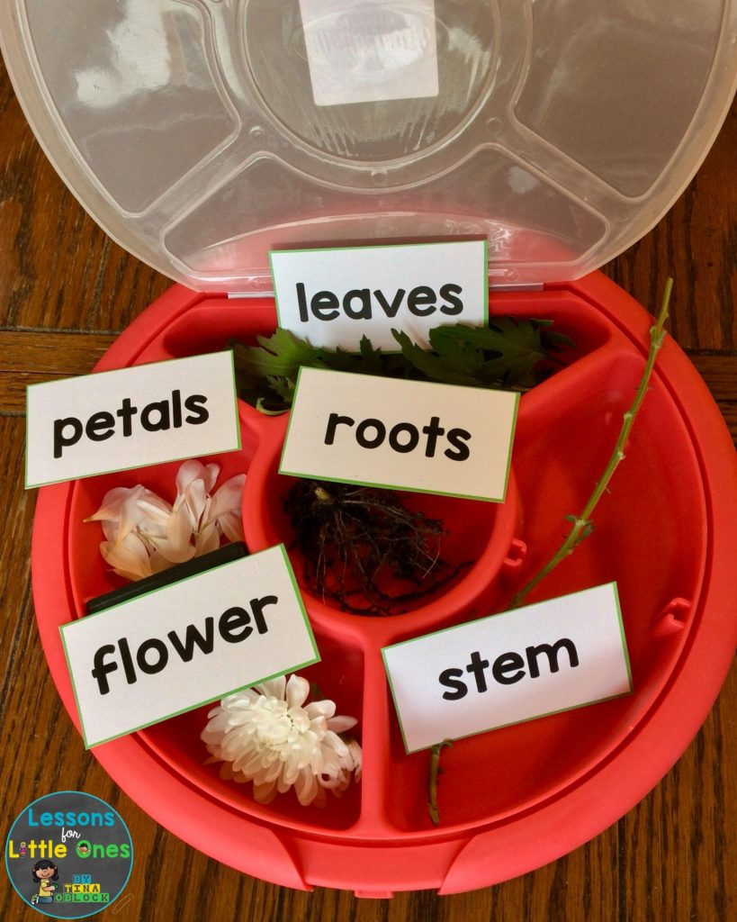 parts of a flower activity - flower dissection