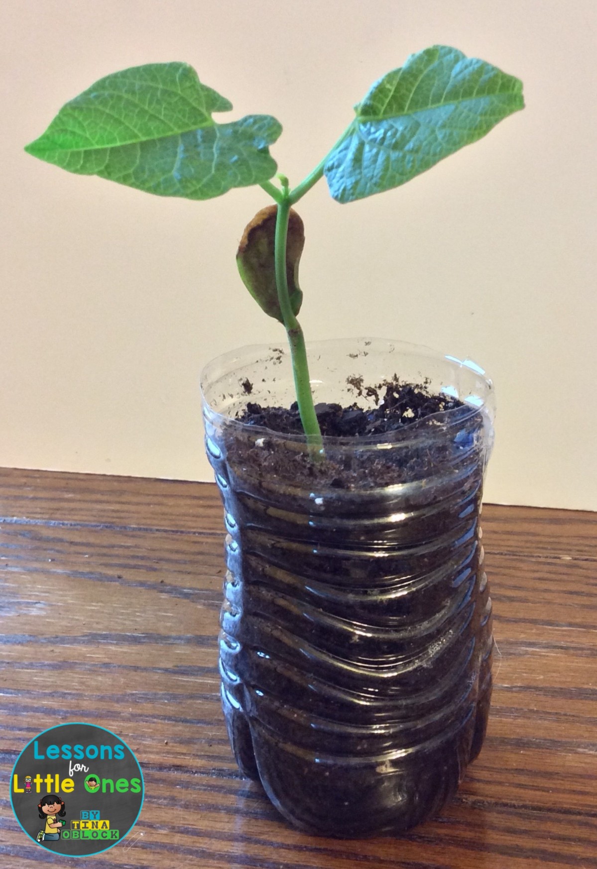 bean plant science experiment
