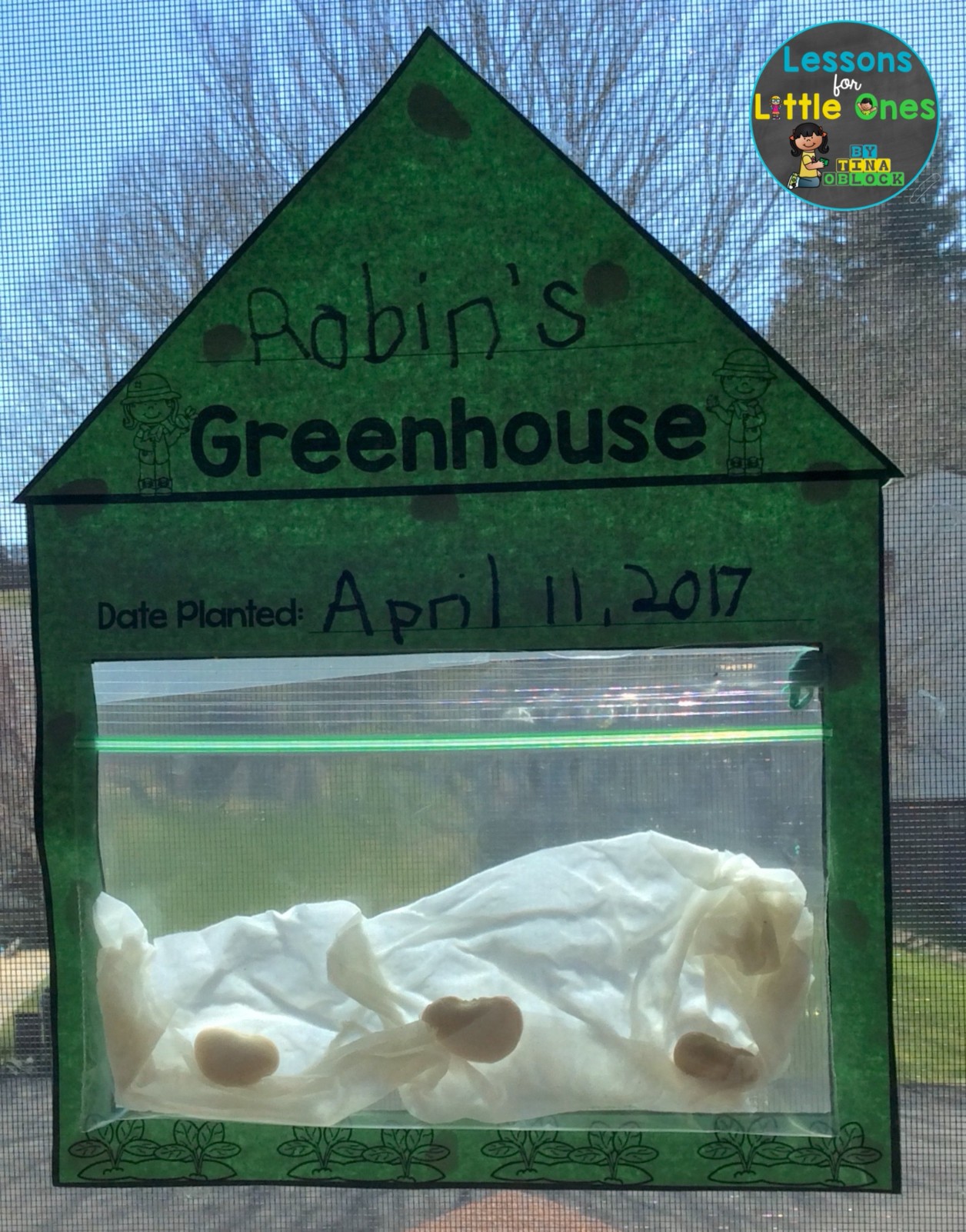 bean sprout greenhouse science experiment