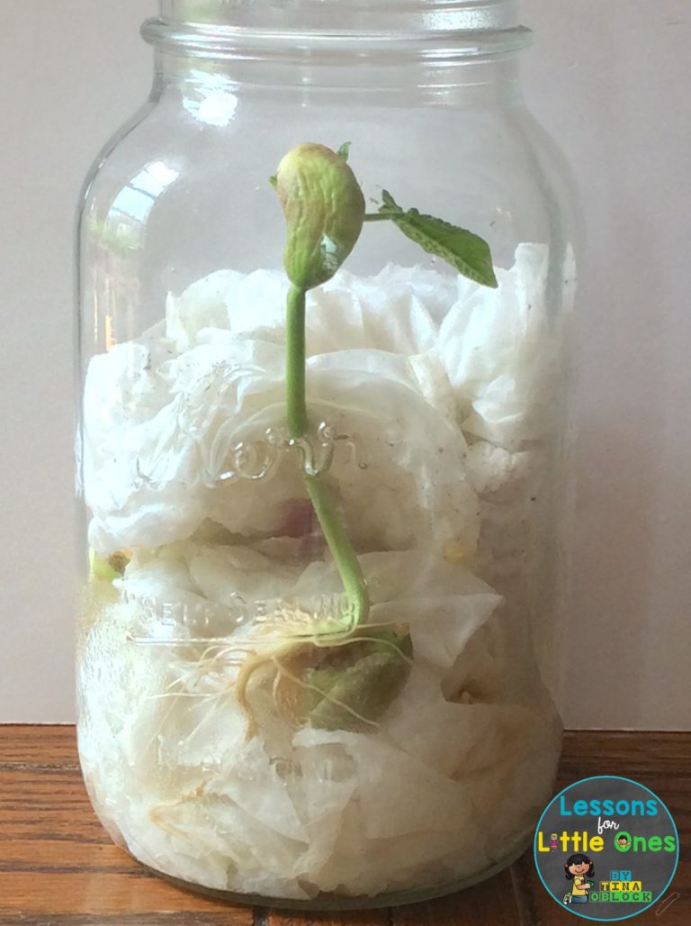 Plants Science Experiments & Teaching How Plants Grow