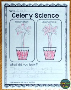 celery science experiment page
