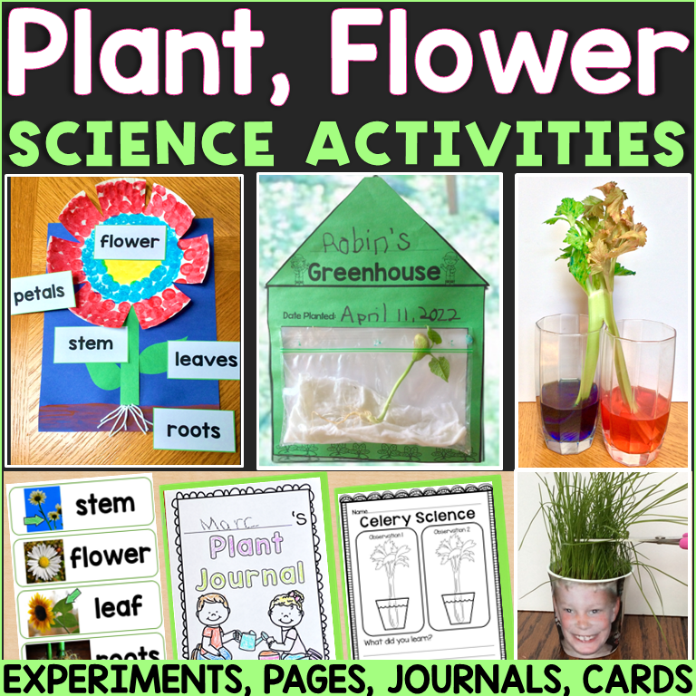 Plants Flowers Science Experiments Planting Beans in the Classroom