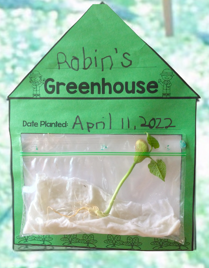 beans in a baggie greenhouse