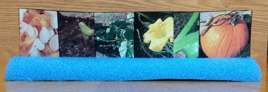 pumpkin life cycle cards