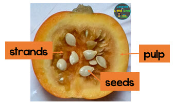 parts of a pumpkin inside