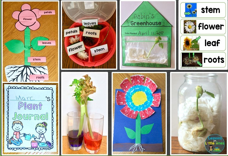 plants flowers science activities