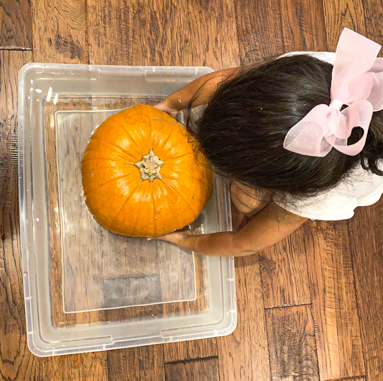pumpkin sink or float science experiment