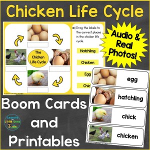 Chicken Life Cycle Digital & Print