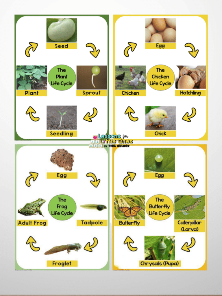 animal and plant life cycle posters