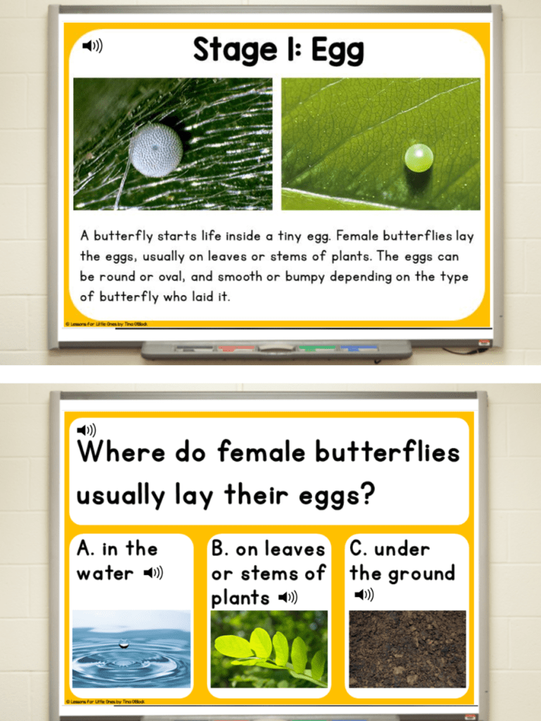 butterfly life cycle lesson with real photographs