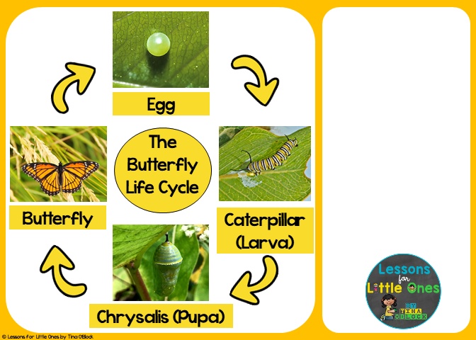 butterfly life cycle sequencing