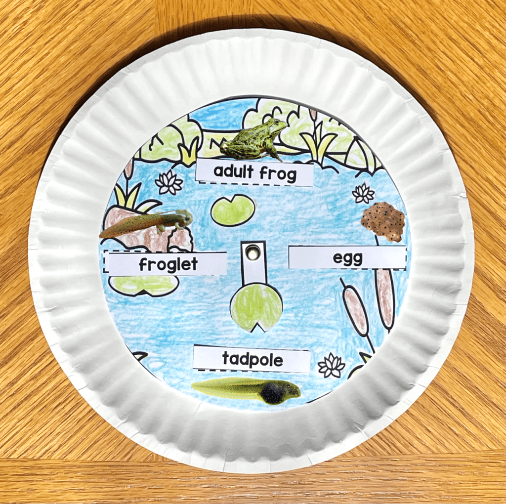 frog life cycle craft