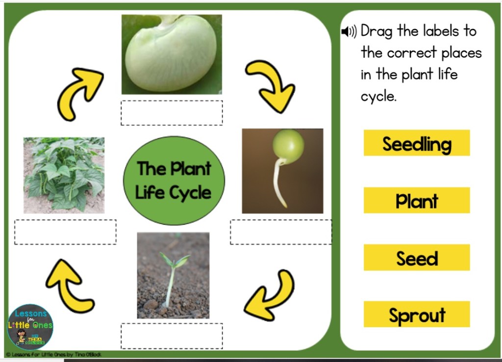 plant life cycle sequencing activities