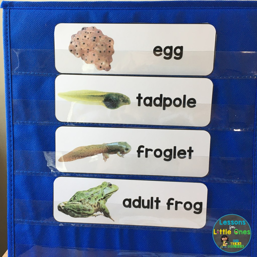frog life cycle vocabulary cards life cycle teaching ideas