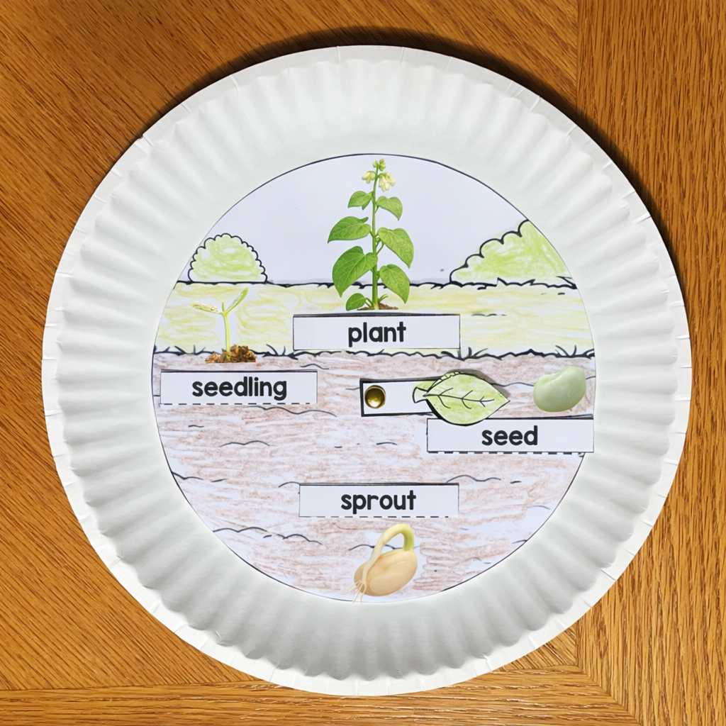 plant life cycle craft