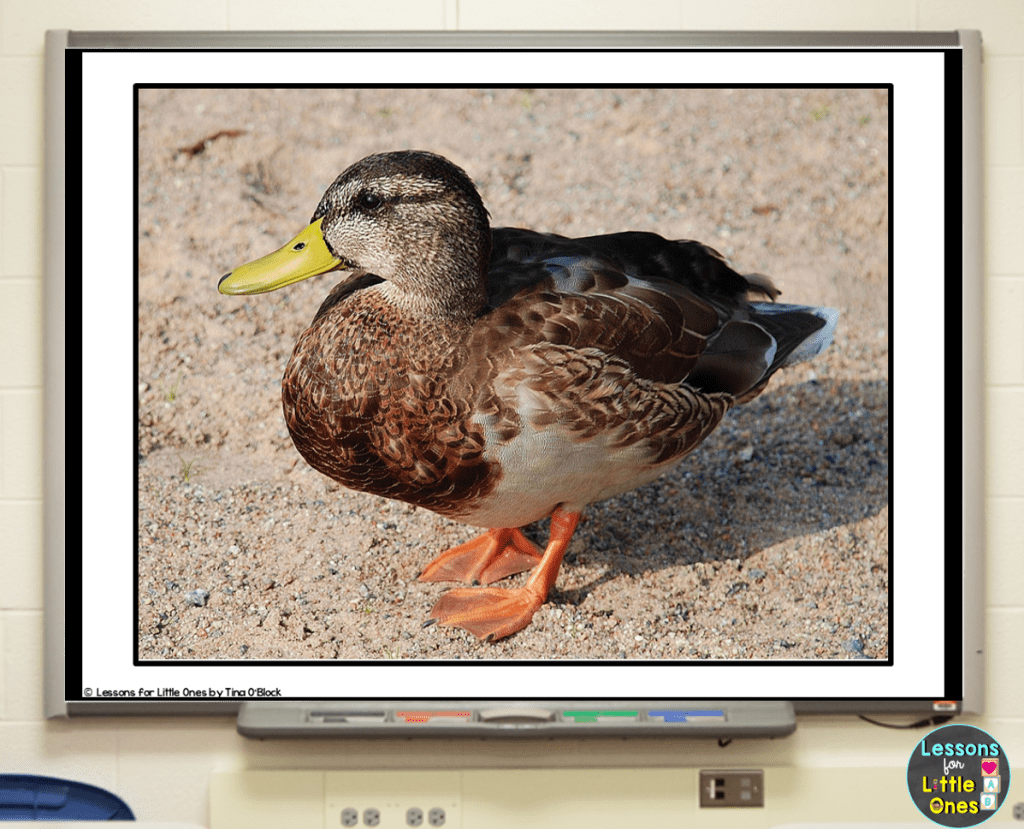 science of reading alphabetic principle keyword picture